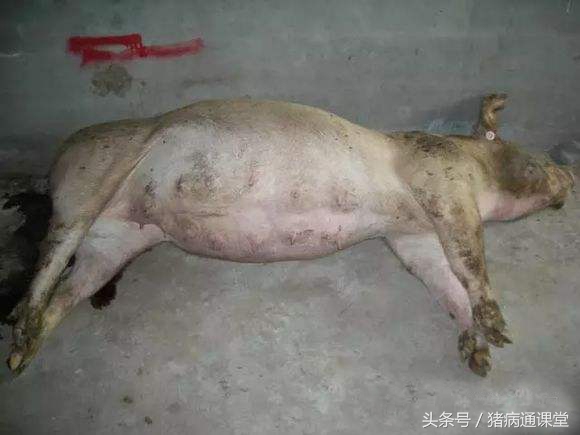 猪肚子胀像皮球怎么办,猪肚子一鼓一鼓的是怎么回事