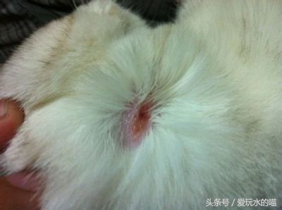 新手养猫怎么预防猫癣加重,养猫知识猫咪伤口抹什么消炎药