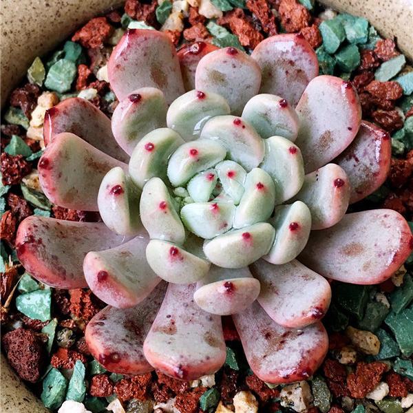 母亲节送什么花最好最合适呢,母亲节送什么花最好最实用