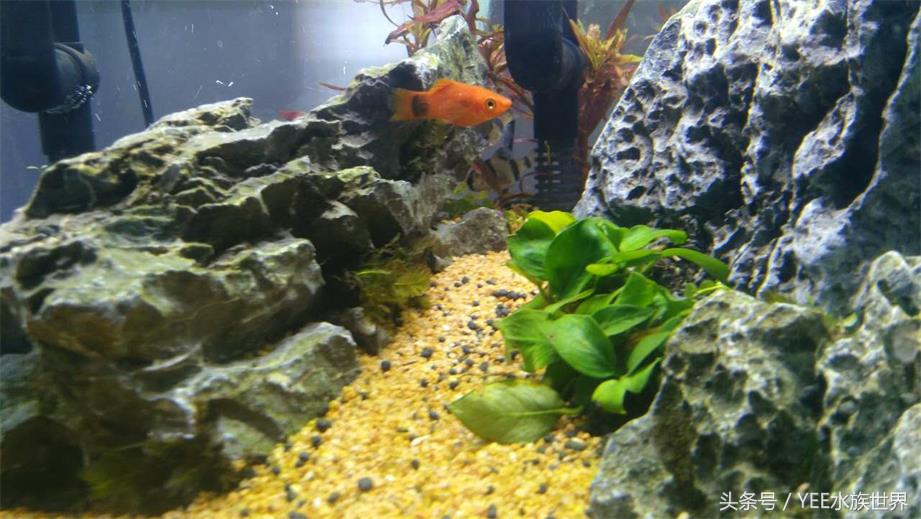 上滤小缸怎么放滤材,上滤缸如何养鱼苗