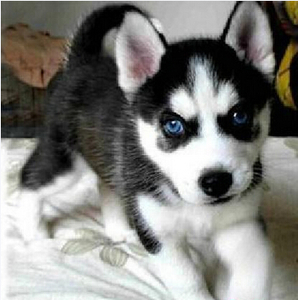 做个合格的铲屎官要注意些什么,新手铲屎官秋冬最需要注意这件事