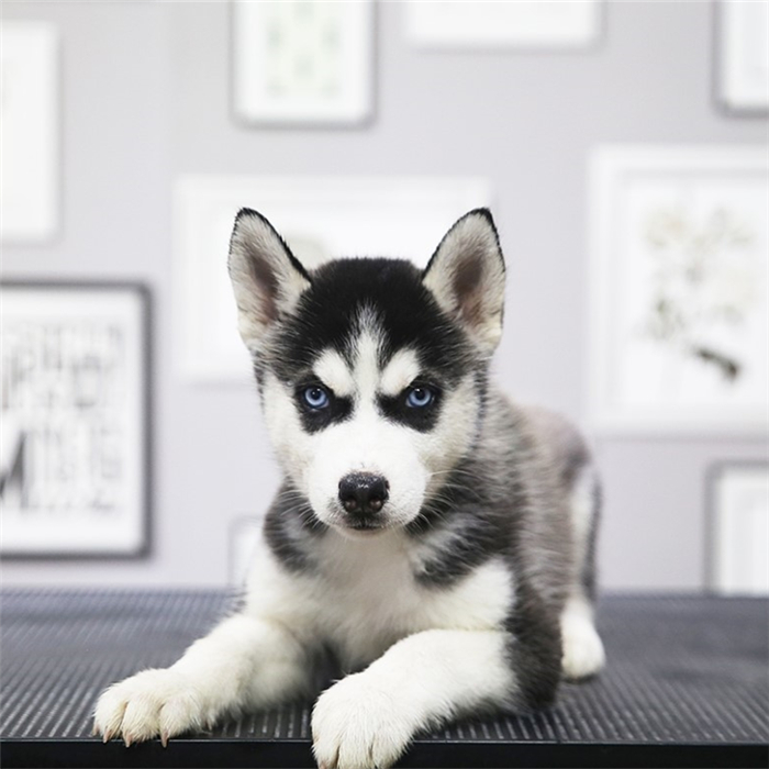 做个合格的铲屎官要注意些什么,新手铲屎官秋冬最需要注意这件事