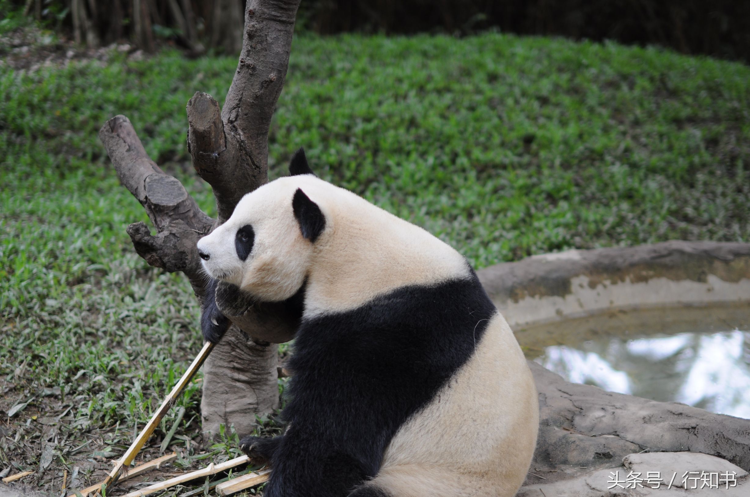 深圳旅游必去十大景点动物园,广州一日游最佳去处动物园