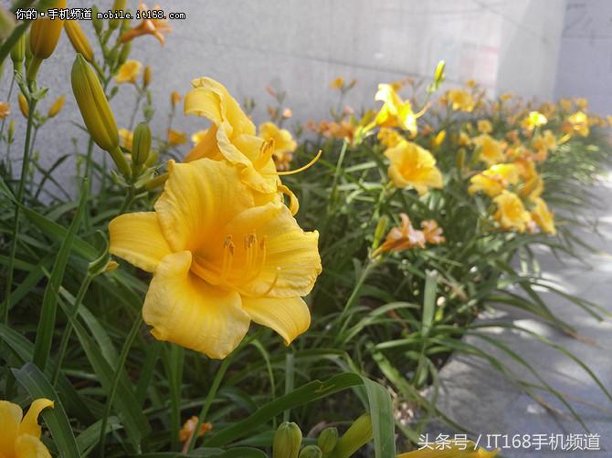 可能是坚果Pro最详细的体验：这手机好不好看完就知道了