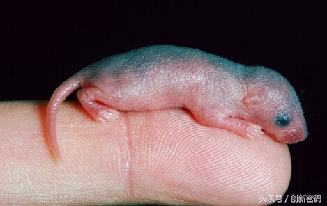 云南人站在食物链的顶端,死也不吃的食物