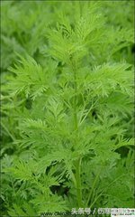 山东济南药材市场在哪里,济南常见的草药