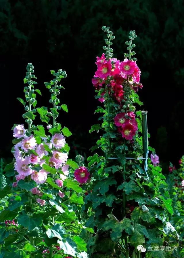 周末踏青最美樱花谷,周末乡村游田园美景醉游人