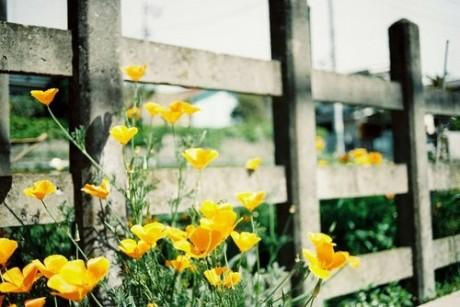 文艺句子发朋友圈的说说,怎么发油菜花的朋友圈文艺范