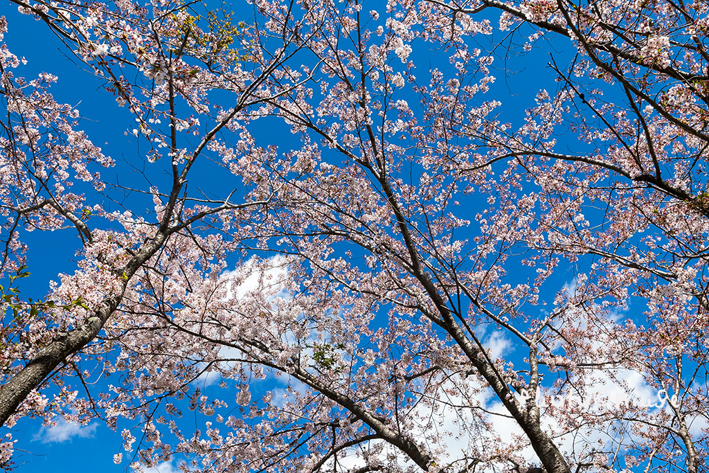 空姐在东京旅游,跟着游东京