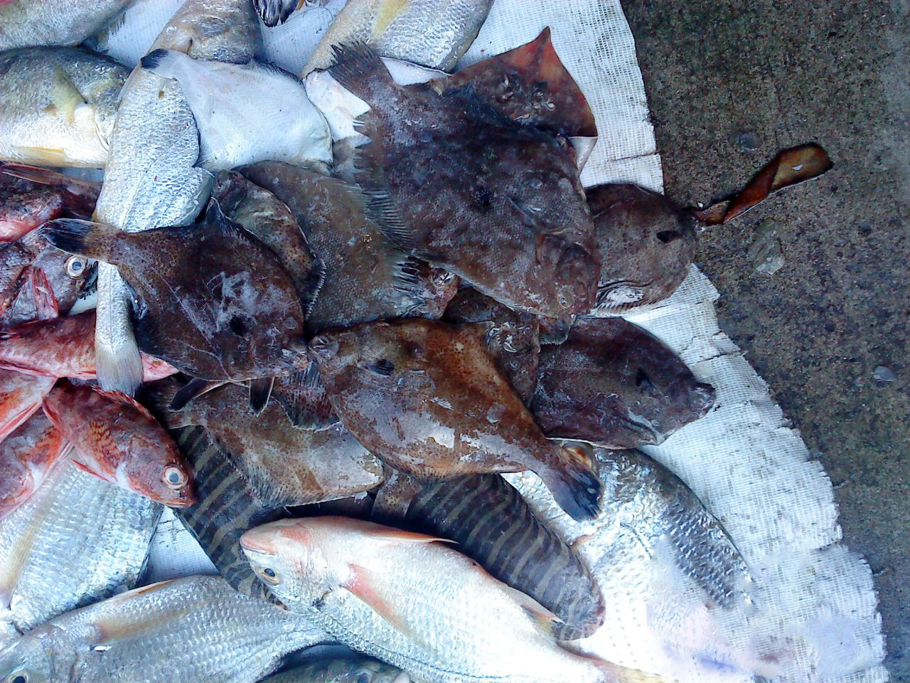 海钓必备的100种钓法,新手海钓怎么钓提高中鱼率