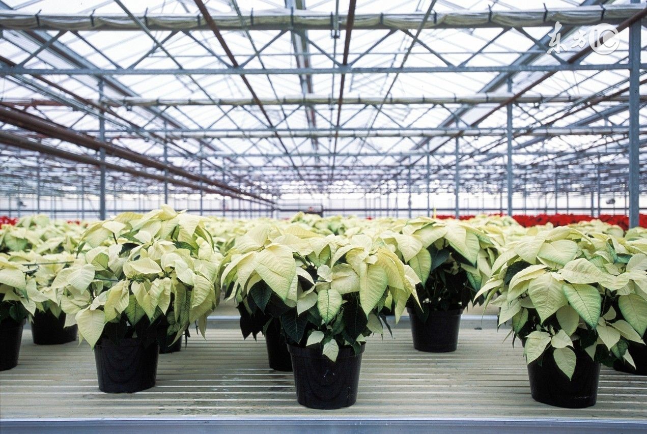 阳光板每平价格是多少钱,阳光板批发价格多少钱一张