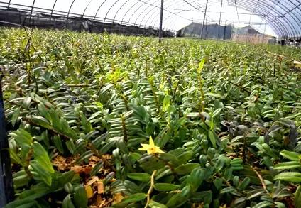 关于铁皮石斛知识,铁皮石斛解密