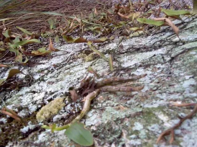 关于铁皮石斛知识,铁皮石斛解密