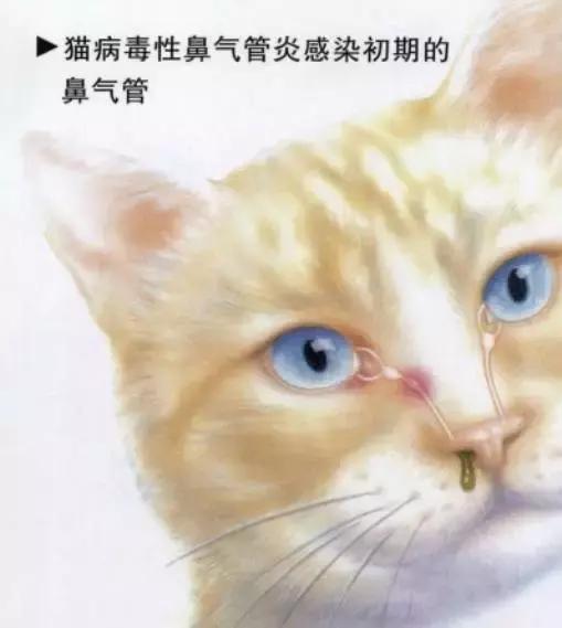 猫咪得了猫鼻支吃啥药啊,猫咪得了猫鼻支不吃药怎么办
