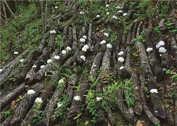 鍥涘窛閫氭睙绗竴缇庝汉,閫氭睙绗竴缇庝汉鏄皝