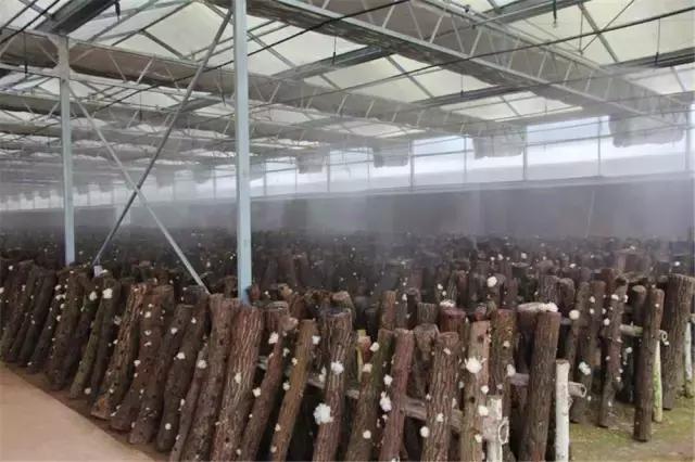 鍥涘窛閫氭睙绗竴缇庝汉,閫氭睙绗竴缇庝汉鏄皝