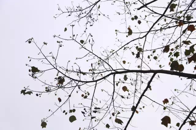 汉语言文学读研是什么体验,汉语言文学就读感受