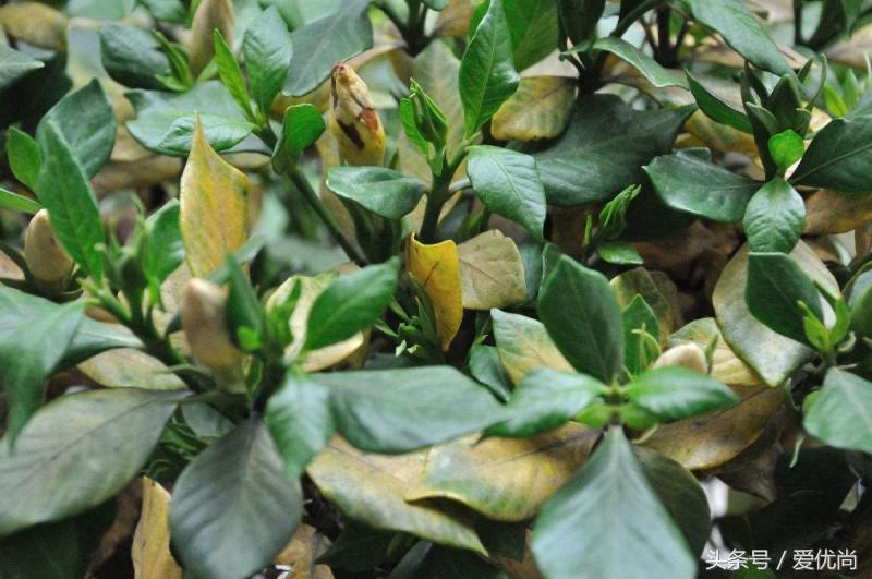 栀子花叶子发黄干枯是怎么回事,栀子花移栽后叶子蔫发黄怎么办