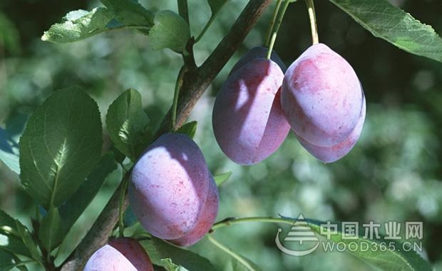 乌梅的药用价值及功效,乌梅图片及功效作用