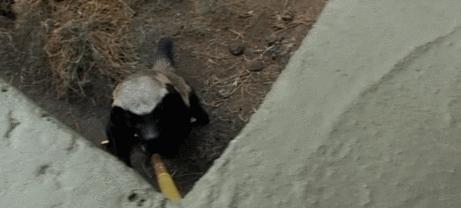 蜜獾一个非洲扛把子的生物,这辈子没怕过谁