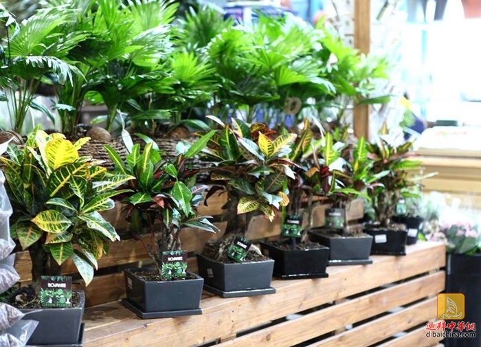 迪拜最大花卉市场在哪里,迪拜有几个花卉市场