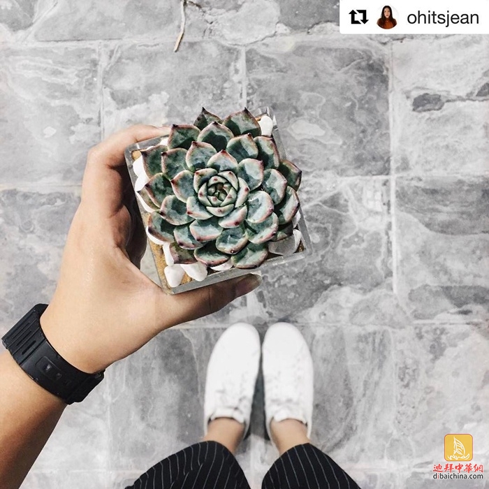 迪拜最大花卉市场在哪里,迪拜有几个花卉市场