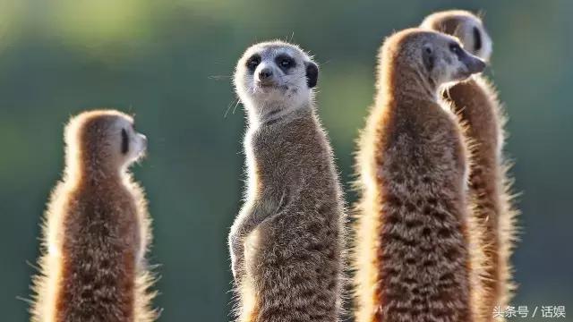 映客利润,映客的盈利