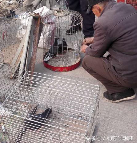 养鸽子能赚钱吗农村,养鸽子赔钱视频