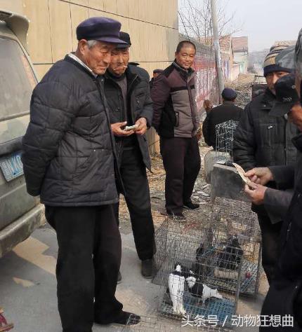 养鸽子能赚钱吗农村,养鸽子赔钱视频