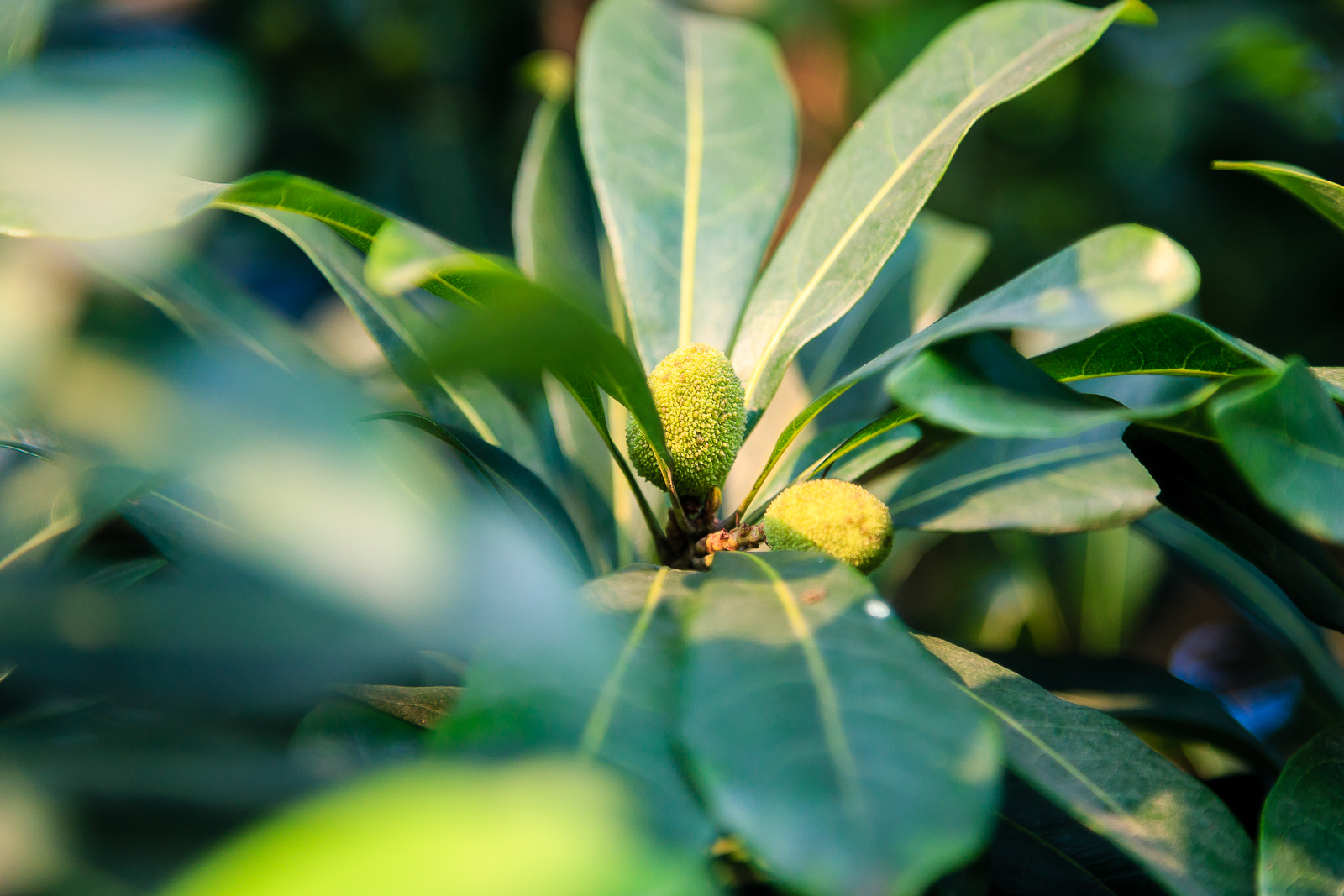 杨梅小镇简介,杨梅小镇的杨梅几月成熟