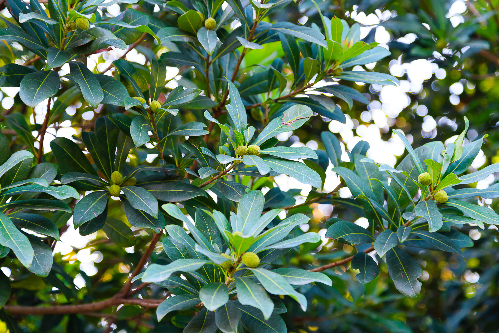 杨梅小镇简介,杨梅小镇的杨梅几月成熟