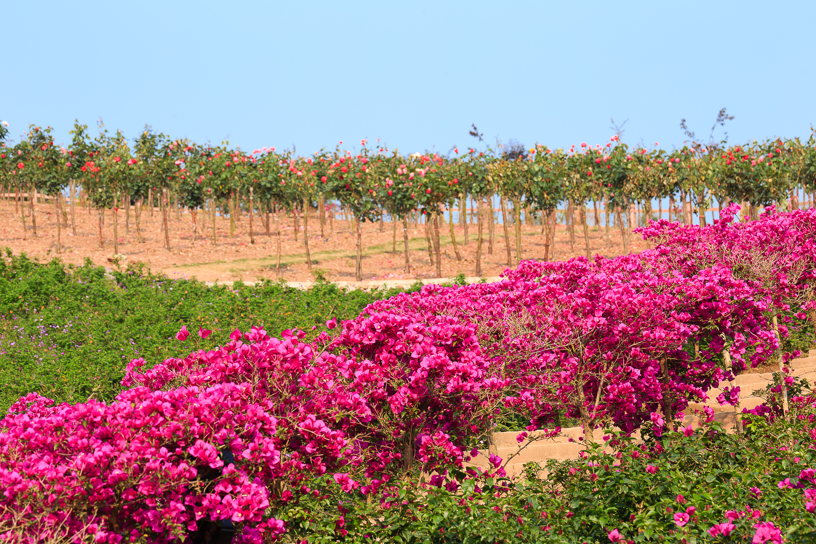 杨梅小镇简介,杨梅小镇的杨梅几月成熟