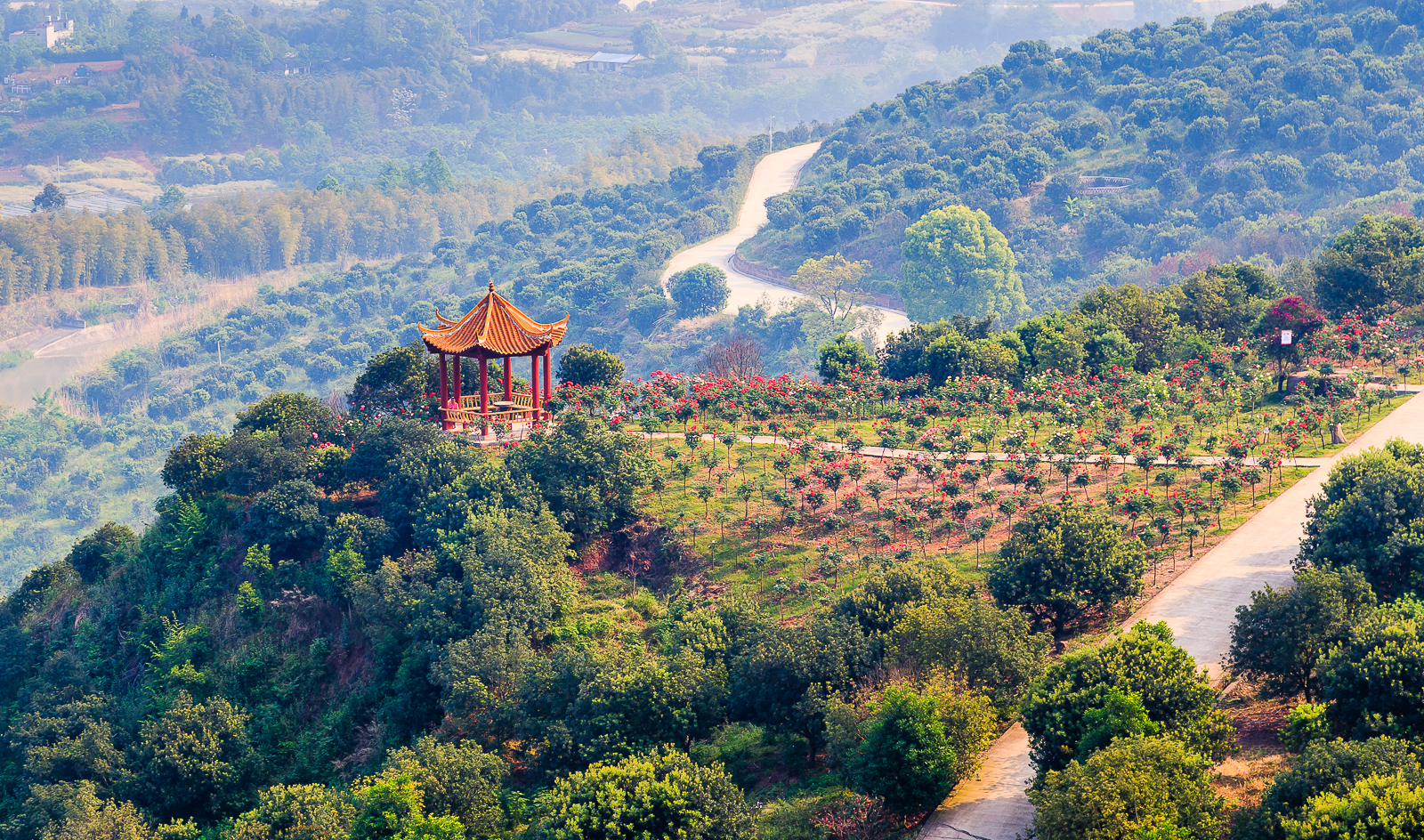 杨梅小镇简介,杨梅小镇的杨梅几月成熟
