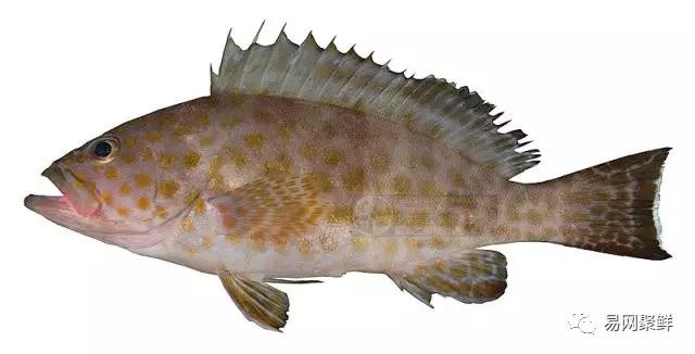各类石斑鱼图片,常见的石斑鱼图片