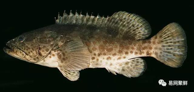 各类石斑鱼图片,常见的石斑鱼图片