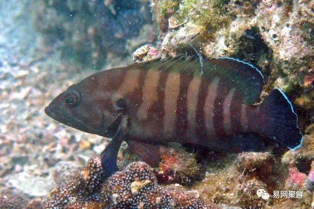 各类石斑鱼图片,常见的石斑鱼图片