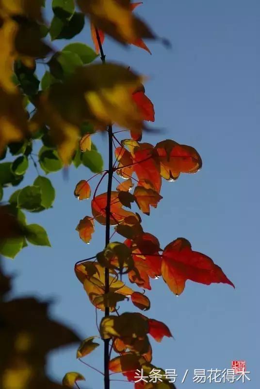唐枫鸡爪槭红枫三角枫区别,鸡爪槭和红枫还有三角枫