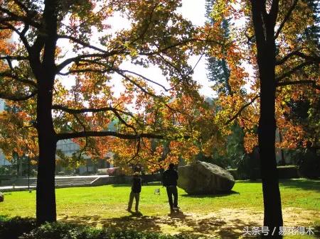 唐枫鸡爪槭红枫三角枫区别,鸡爪槭和红枫还有三角枫