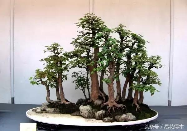 唐枫鸡爪槭红枫三角枫区别,鸡爪槭和红枫还有三角枫