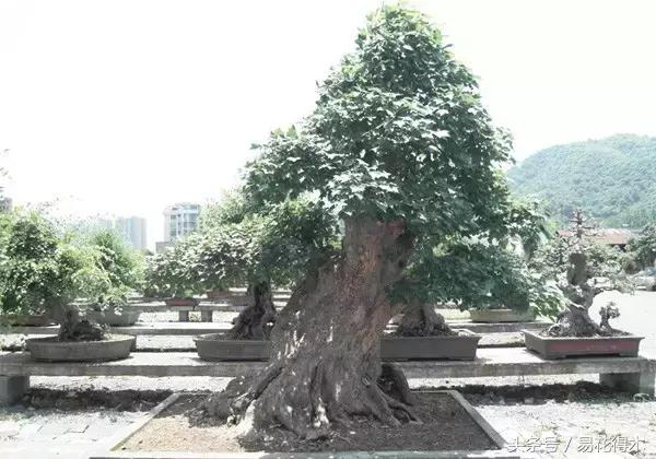 唐枫鸡爪槭红枫三角枫区别,鸡爪槭和红枫还有三角枫