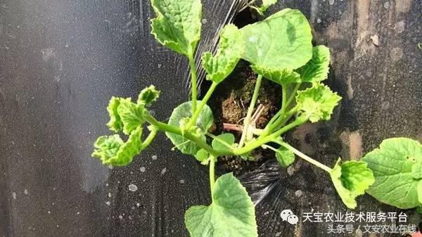 防治大豆病毒病的药剂有哪些,最新病毒病防治药剂