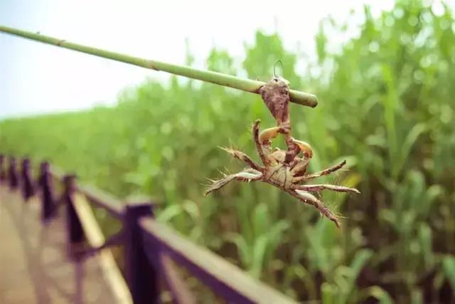 上海周边的绝美海岛,上海附近绝美海岛