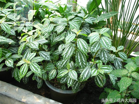 发财树吃多了竟然可以升仙？导演，我读书少你不要骗我！