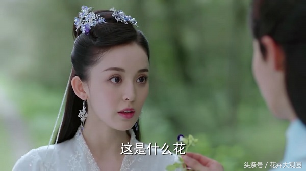 发财树吃多了竟然可以升仙？导演，我读书少你不要骗我！