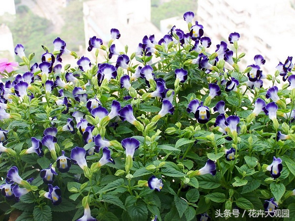 发财树吃多了竟然可以升仙？导演，我读书少你不要骗我！