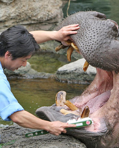 为啥动物们不刷牙没事,为什么动物不刷牙牙齿还是很健康