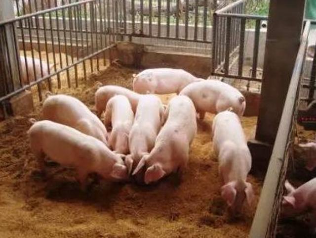 猪得了口蹄疫最快治疗方法是什么,猪得了口蹄疫病怎么治疗