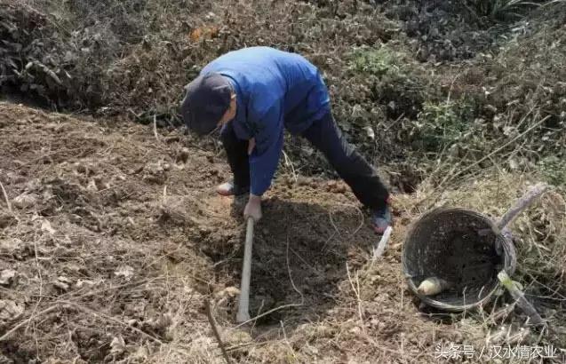 天然的血管支架,被称为血管天然支架的药材是