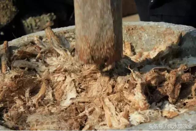 天然的血管支架,被称为血管天然支架的药材是