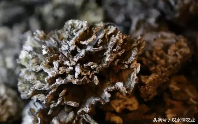 安康必吃的美食排行榜,安康最正宗的食物